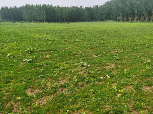 要想植物長(zhǎng)得好就得這么做 園林植物健壯生長(zhǎng)的秘密武器 園林綠化施工養(yǎng)護(hù)