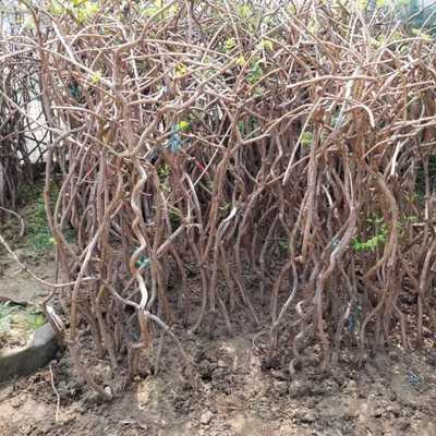 美國(guó)凌霄花