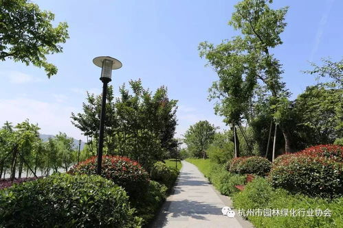 2017年度杭州市優(yōu)秀園林綠化工程道路組金獎(jiǎng) 三江兩岸整治 江濱西大道景觀工程 一期