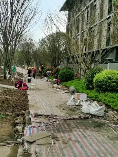 施工現(xiàn)場實拍 園林綠化工程 園林景觀工程 綠化工程 施工現(xiàn)場 園林景觀 工程人 園林綠化 市政工程