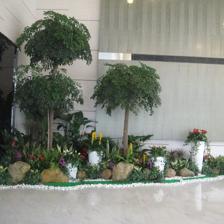 中山便宜的室內(nèi)植物租賃,剪花剪草,風(fēng)水綠植租賃,風(fēng)水植物租賃,小區(qū)、工廠綠化養(yǎng)護(hù),年花預(yù)定,年桔預(yù)定,園林規(guī)劃與設(shè)計(jì),綠化工程施工,商場等室外綠化帶保養(yǎng),便宜的鮮花預(yù)訂,鮮花出租