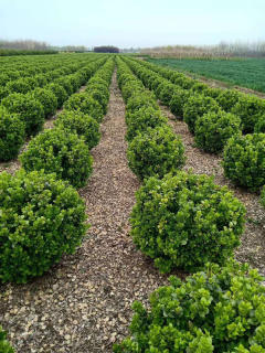 廊架施工、園林養(yǎng)護(hù)綠化、承接綠化工程綠化養(yǎng)護(hù)庭院設(shè)計(jì)