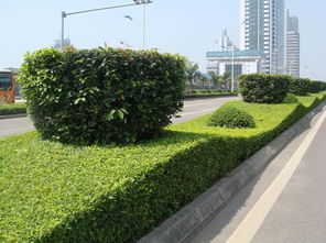 延吉市華天園林綠化 經營產品介紹 圖