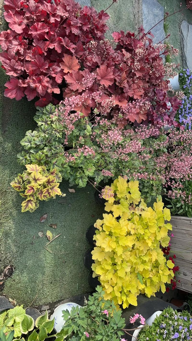 園林綠化工程苗木人 #全網搜索苗木有緣人 廠房綠化設計施工