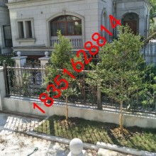  沭陽縣新華園林綠化苗木供應(yīng)基地 主營 龍柏 灑金柏 紅葉小